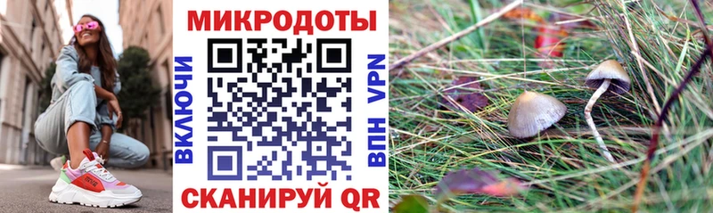 Псилоцибиновые грибы Cubensis  Суджа 